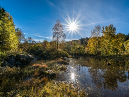 Summer at the Forest Lake - nature, summer, lake, forest, reflection, sun, sky