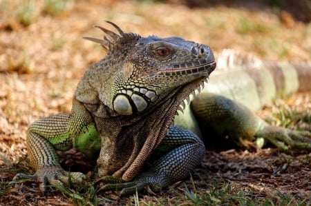 Reptil - reptil, face, animal, colorful, leguan