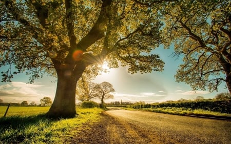 Autumn Sunset - road, landscape, tree, sun, sky