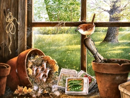 Garden Shed Hatchlings FC - bird, avian, artwork, beautiful, hatchlings, wren, wide screen, illustration, animal, nature, painting, art, wildlife