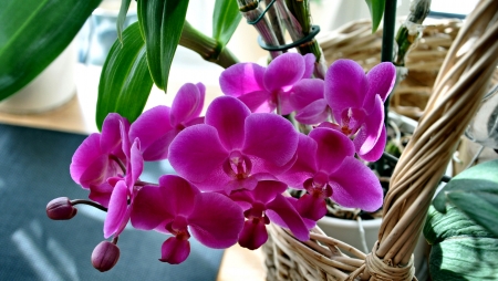 Orchid Flowers in a Basket FC - love, wide screen, beauty, orchid, photography, floral, beautiful, romance, photo, flower