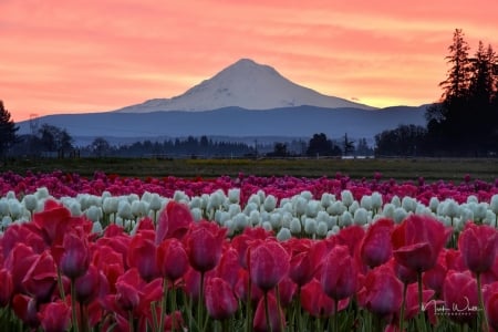 Mount Hood Sunrise with Tulips - nature, sky, trees, mountain, tulip, flowers, sunrise