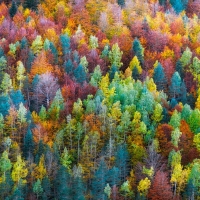 color in trees