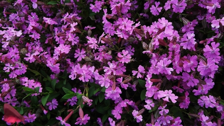 nancy - park, melody, flower, spring