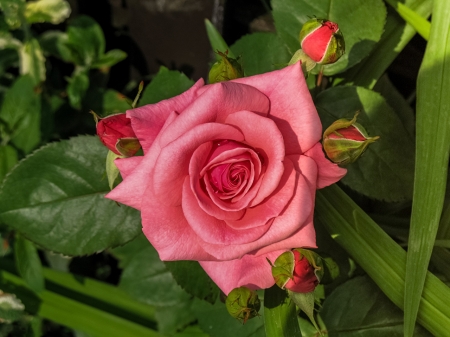 Rose - Rose, Pink, Petals, Flower