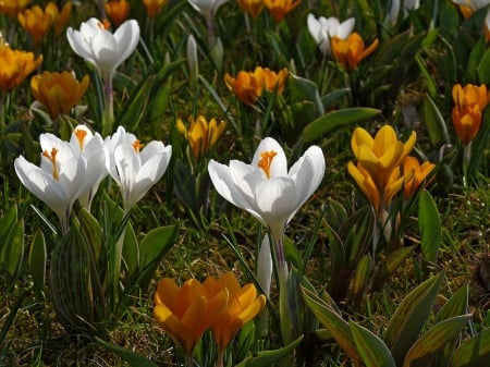 Crocuses - flowers, spring, nature, crocuses