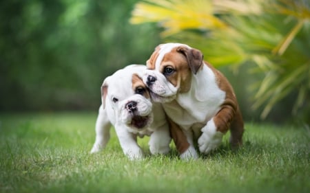 Puppies - running, dog, bulldog, animal, green, cute, caine, puppy, couple