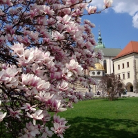 Magnolia in Krakow