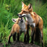 foxes