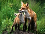 foxes