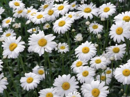 oxeye daisies - nature, fun, cool, oxeye daisies, flowers