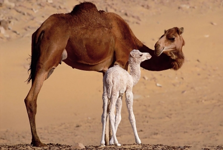 camels - fun, camels, cool, animals