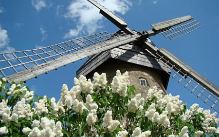 Windmill and Lilacs - lilacs, sky, windmill, summer, latvia