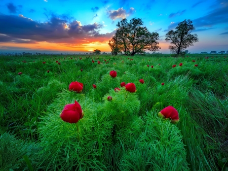 The last wild peonies - sky, landscape, summer, field, meadow, sunset, lovely, peonies, last, pretty, wild, beautiful, wildflowers