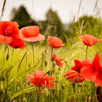 Poppy field