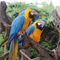 Pair of Blue & Yellow Macaws