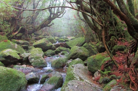 running stream - nature, fun, forest, cool, river