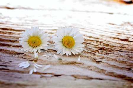 •ღ✿ღ• - daisy, white, flower, nature