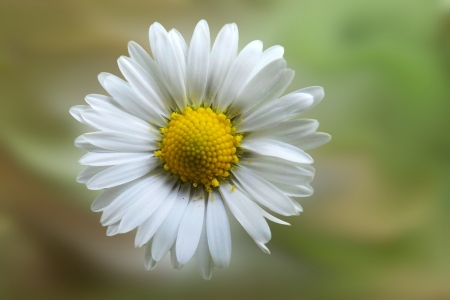 â€¢áƒ¦âœ¿áƒ¦â€¢ - white, nature, daisy, flower