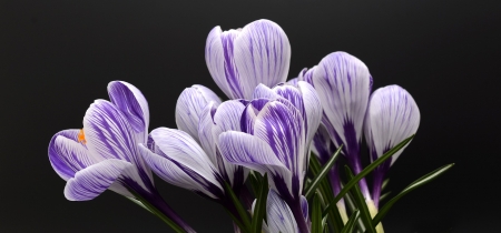 â€¢áƒ¦â¤áƒ¦â€¢ - petal, purple, crocus, flower