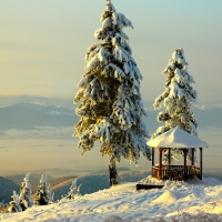 snowy trees