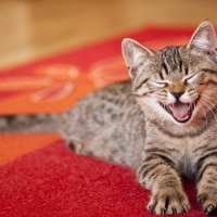 smiling cat