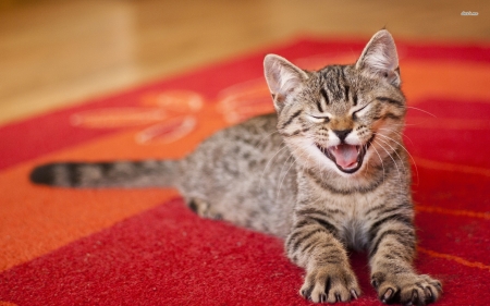 smiling cat - smile, animal, feline, cat