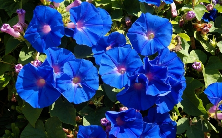 Morning Glory - summer, blue, morning glory, zorele, flower