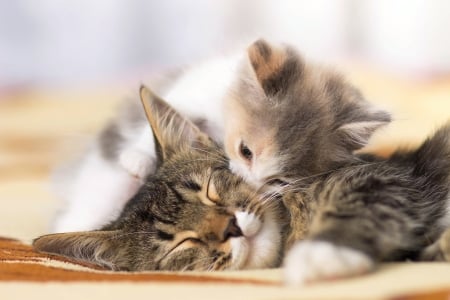 Little kiss - animal, pisica, sleep, kitten, cute, kiss, sweet, cat