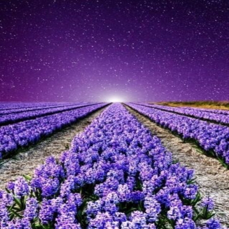 Purple midnight - purple, sky, field, lavender