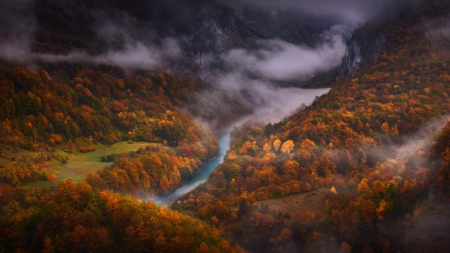 Autumn Forest - nature, fall, autumn, forest