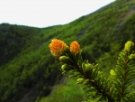 Beautiful Flowers