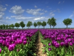 Field of Purple Tulips