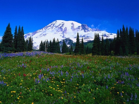 Spring in the Mountains - trees, nature, snow, spring, forest, mountains, sky