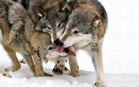 Wolves Family - animal, family, wolves, snow