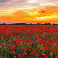 Poppy field at sunset