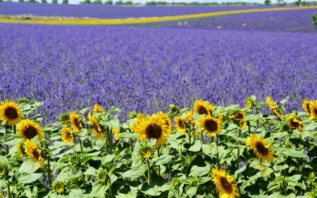 Sunflower and Lavender Field - nature, sunflowers, purple, summer, field, lavender