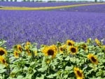 Sunflower and Lavender Field