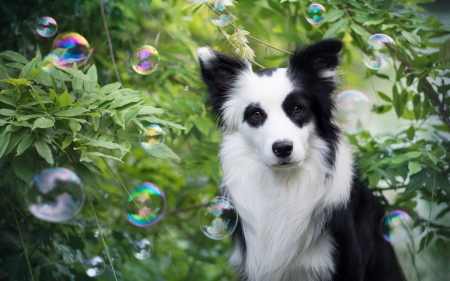 Have a bubbly day! - summer, animal, cute, black, caine, bubbles, white, australian shepherd, dog, green