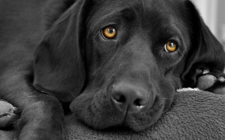 Waiting - black, sad, cute, eyes, dog, caine, labrador