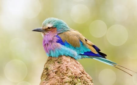 Bird - pasare, bird, pink, cute, bokeh, blue