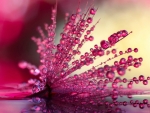 Pink dew