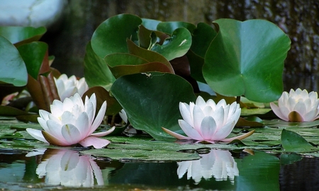 Waterlilies - reflection, blossoms, leaves, summer, plants, pond