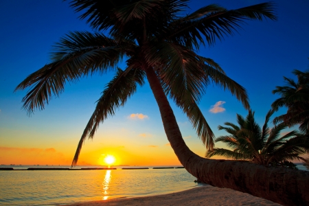 Tropical Sunset - water, beach, sea, reflection, sun, sky, palm