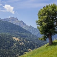 Tree in Alpine Meadow