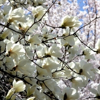 White Magnolia