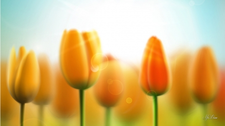 Field of Golden Tulips - bokeh, tulips, flowers, lights, spring