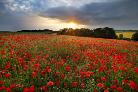 Poppies Field at Sunset