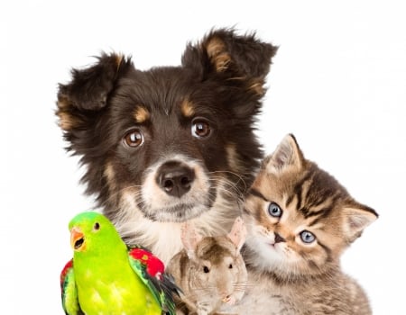 Pets - bird, papagal, dog, parrot, cat, pet, pisica, animal, kitten, green, cute, caine, puppy