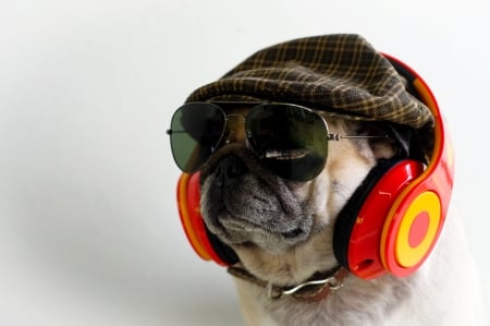 Funny puppy - hat, dog, black, headphones, funny, red, caine, puppy, sunglasses